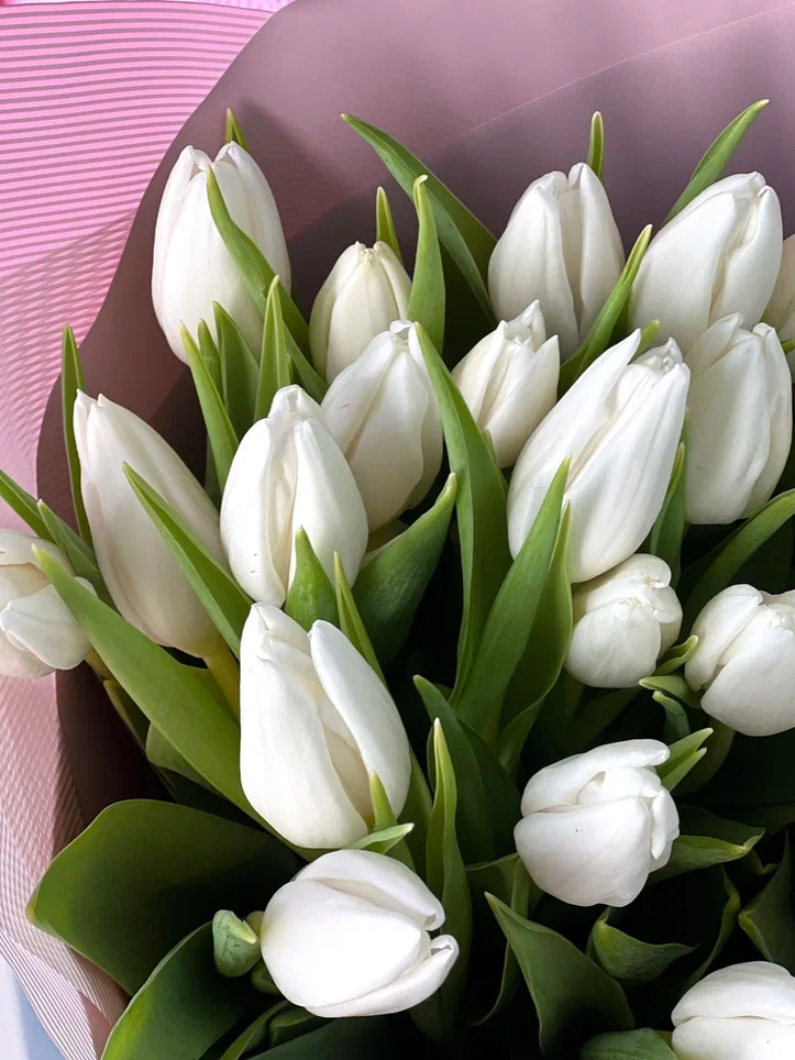 25 белых тюльпанов