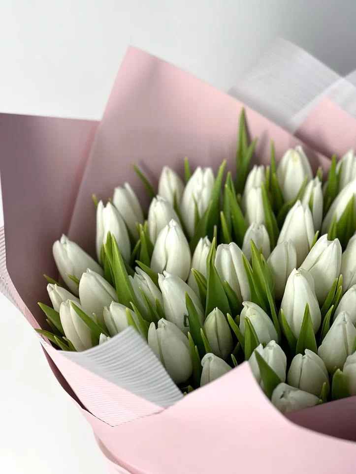 51 белый тюльпан