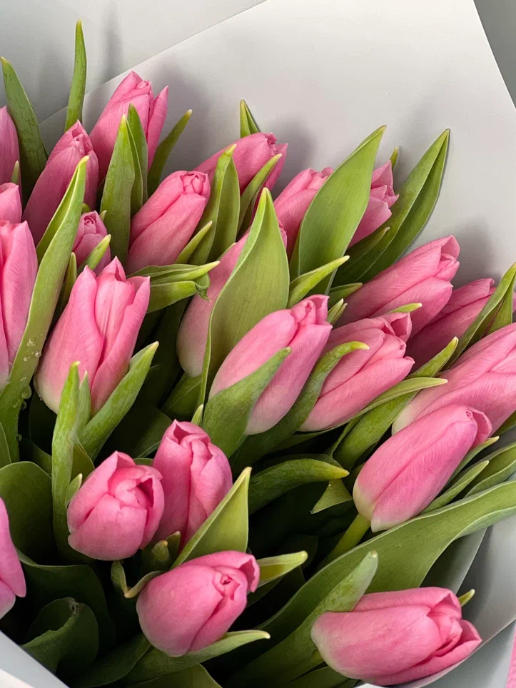 25 розовых тюльпанов