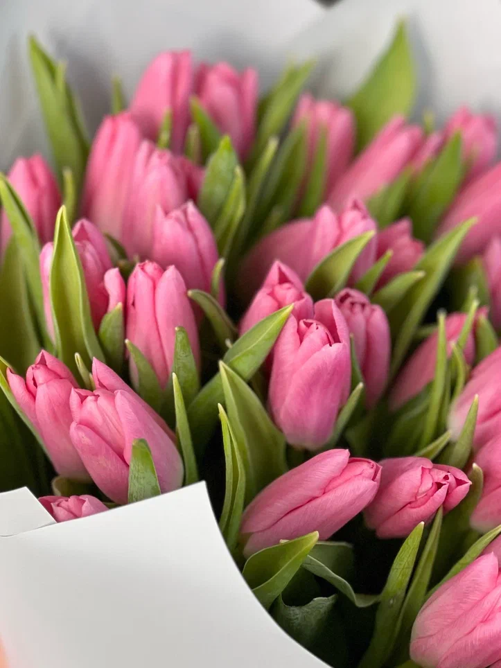 51 розовый тюльпан