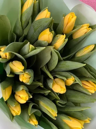 25 желтых тюльпанов