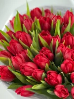 Цветы 51 красный пионовидный тюльпан 5