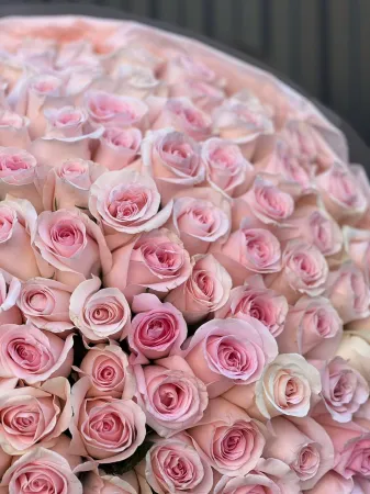 101 очаровательная роза Кения