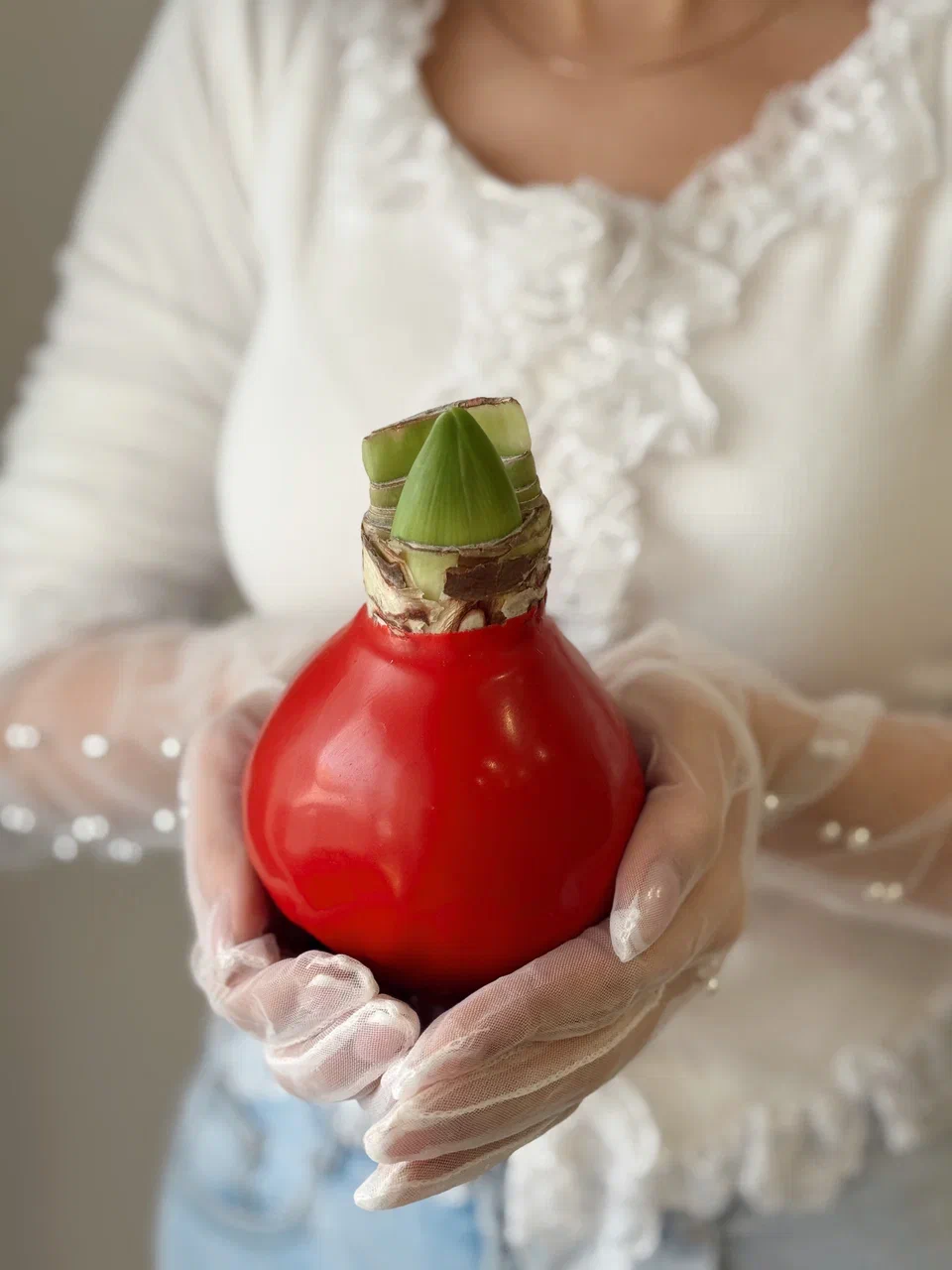 Луковица амариллиса