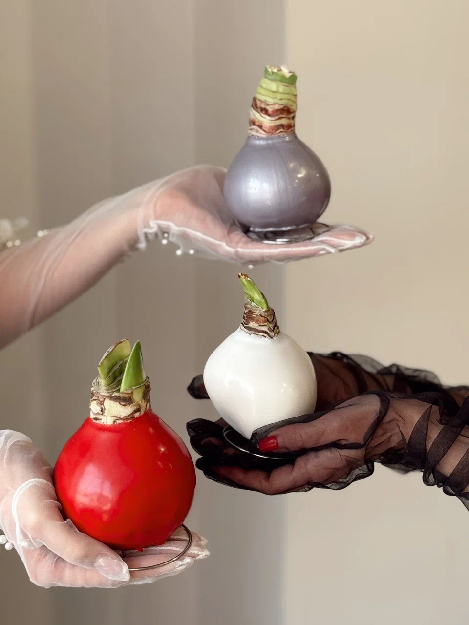 Луковица амариллиса