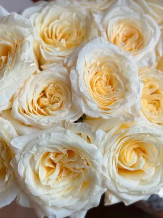 Букет пионовидных роз Канделайт